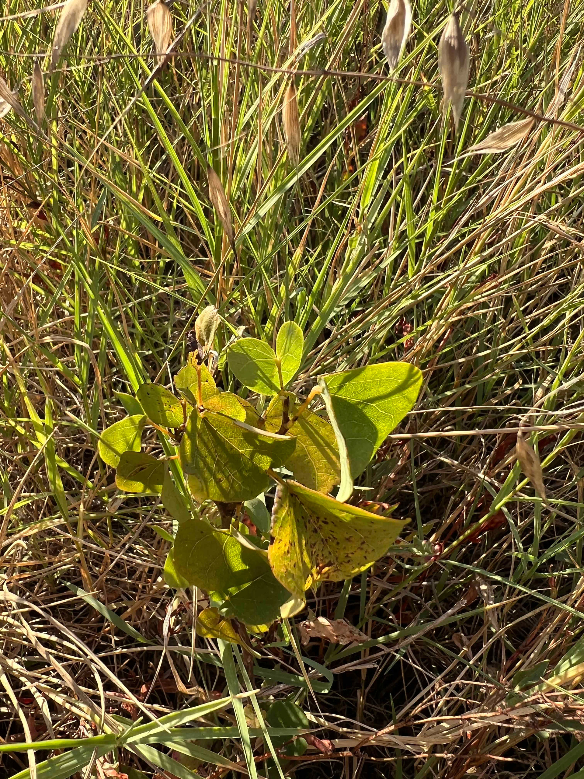 Young Judas Tree sapling with rounded heart-shaped leaves stands among dense sunlit grasses, with some leaves showing brown spotting.