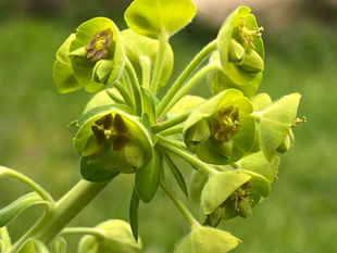 Detailed view of Mediterranean spurge blooms with cup-shaped green bracts and tiny inner flowers.