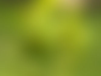 Detailed view of Mediterranean spurge blooms with cup-shaped green bracts and tiny inner flowers.