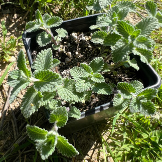 Top view of Nepeta ‘Six Hills Giant’ growing in a black pot on the ground, surrounded by grass and soil in a garden setting.