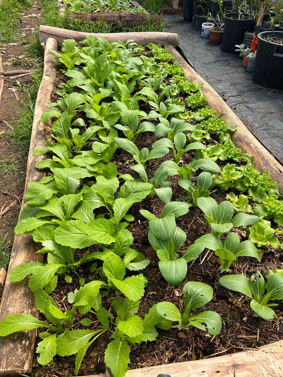 Self-made raised bed inside a greenhouse, filled with thriving MuDan's Asian greens under a clear roof, with soil and plants in containers visible.