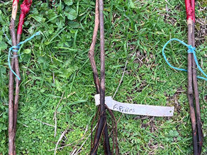Grafted Vitis vinifera ‘Fernão Pires’ saplings with exposed roots placed on green ground cover.