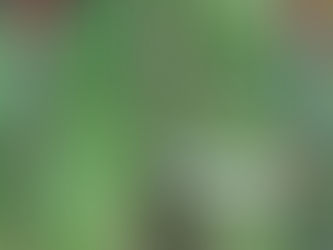 Grafted Vitis vinifera ‘Fernão Pires’ saplings with exposed roots placed on green ground cover.