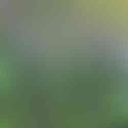 Asparagus plant with central stalk and side shoots growing beside a low stone wall in mixed grass.