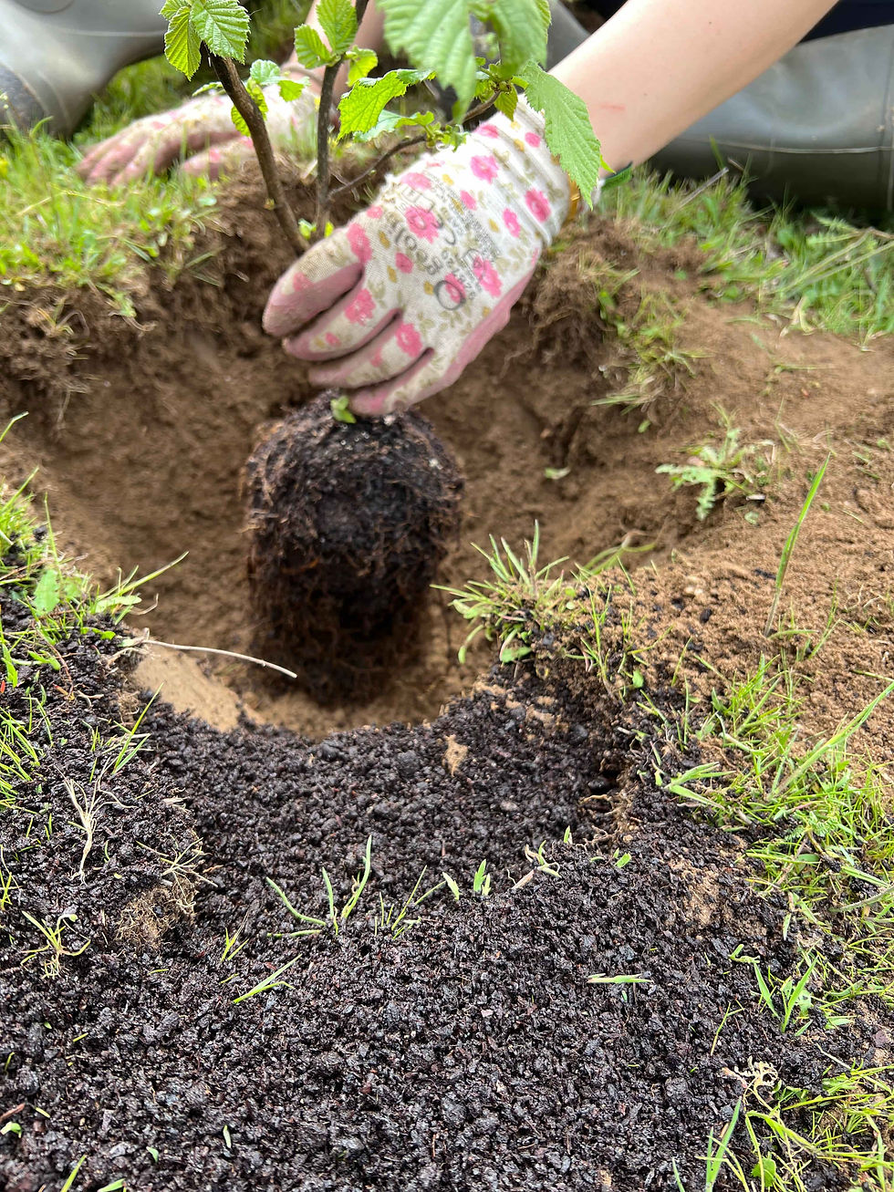 A young hazelnut is set into a food-forest planting hole, its fibrous roots packed in moist soil.