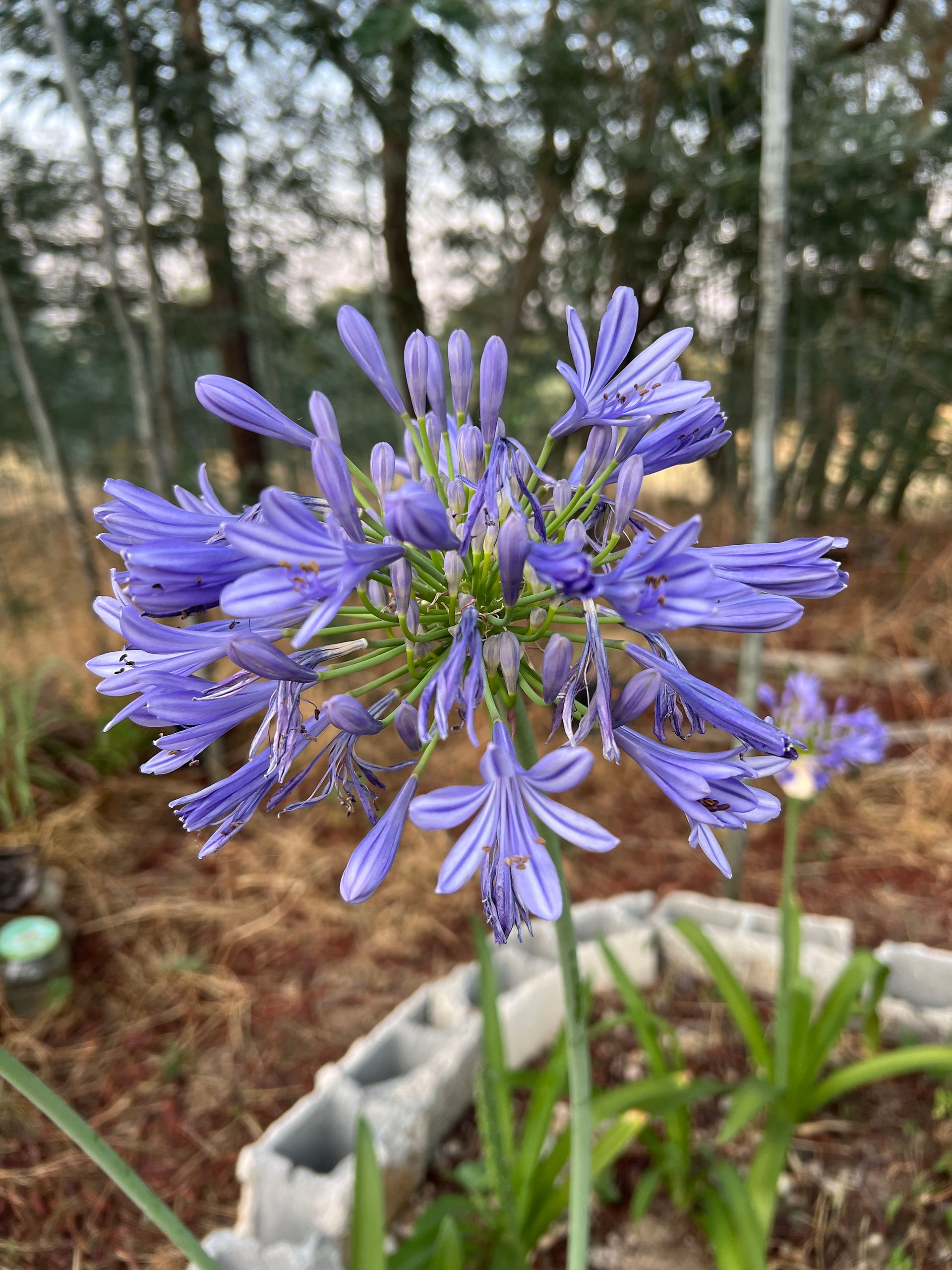 Cluster of vibrant purple Agapanthus flowers in bloom, with narrow petals radiating from a central point against a blurred woodland background.