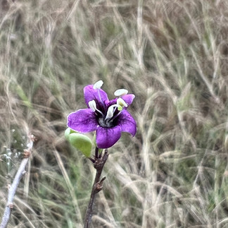 Close-up of a small purple Goji berry flower with pale stamens on a bare twig against a blurred field of dry grass.