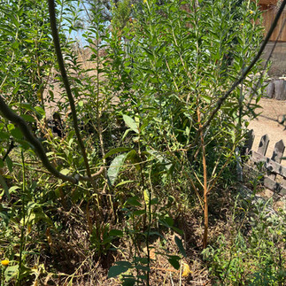 Multiple upright loquat stems with narrow leaves sprouting beside a small picket fence, set against a backdrop of a distant house and dry grass.