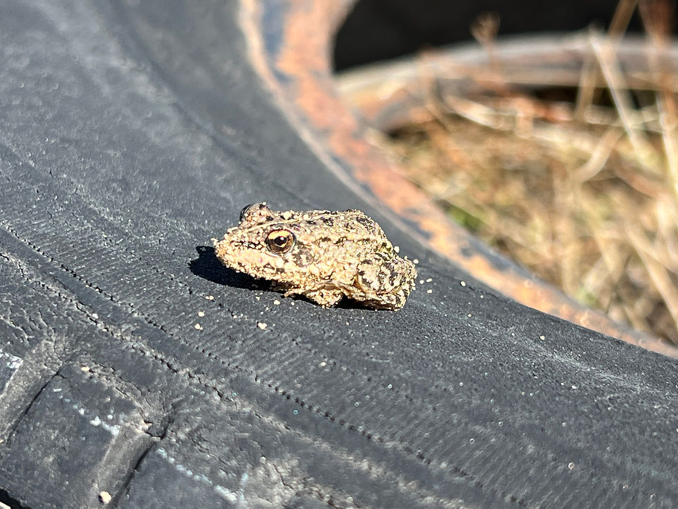 Tiny toad covered in dust sits on a black rubber tire, with dry grass and debris in the background.