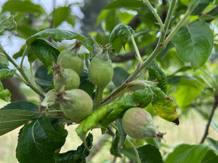 Cluster of young Gala apples on a leafy branch, with some curled and blemished leaves against a softly blurred orchard background.