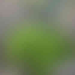 Rounded jade plant in the foreground, its bright leaves lit by sunset, with prickly pear pads and a wooden fence behind in a dry field.