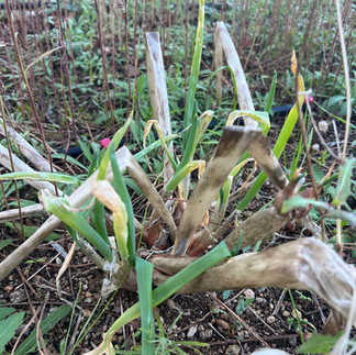 Clump of mature Egyptian walking onions with green shoots and dried flower stalks in an outdoor garden bed.