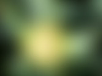 Detailed view of pigface bloom partially open, showing inner petals surrounded by pointed succulent sepals.