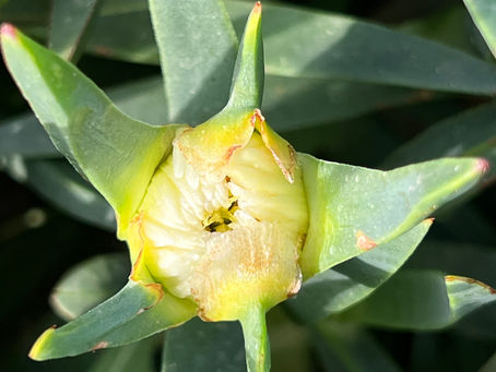 Detailed view of pigface bloom partially open, showing inner petals surrounded by pointed succulent sepals.