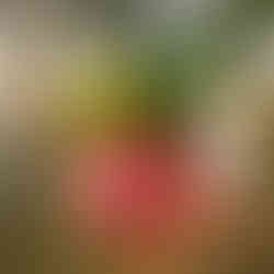 Side view of a dusky pink hellebore flower with overlapping petals and visible veining, backlit in natural light.