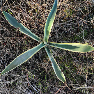 Top-down view of a young Agave americana ‘Marginata’ with six long, pointed leaves arranged in a rosette, growing among dry grass and moss.