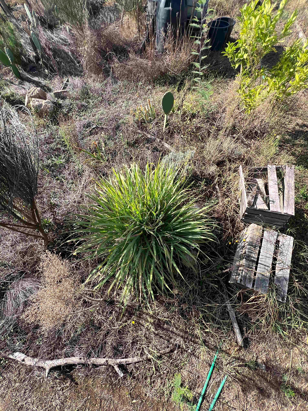 Overhead view of a garden bed showing a central lemongrass clump, wooden crates, scattered weeds, and various other plants.