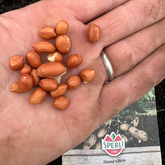 Shelled peanut seeds from Arachis hypogaea ‘Jimmy’s Pride’ rest in a soil-stained hand above the seed packet.