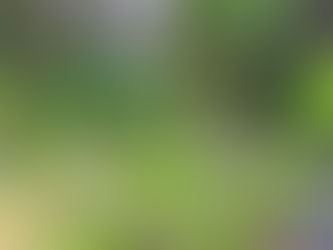 Close-up of coriander inflorescence with clustered green buds radiating from a central stem.