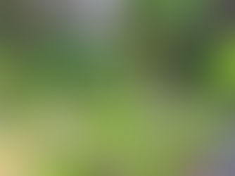 Close-up of coriander inflorescence with clustered green buds radiating from a central stem.