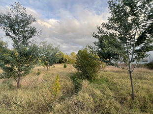 The alder sits mid-field beneath a cloudy sky, with a slender feathery tree at the right edge.
