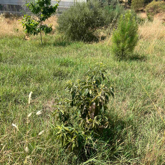 Wide view of an avocado sapling in a grassy orchard, with a greenhouse, shrubs, pine, and sloped homestead landscape.