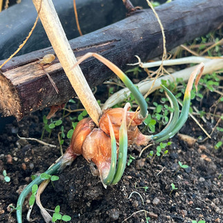 Close-up of an Egyptian walking onion bulb in soil, sprouting green shoots from multiple points.