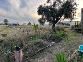 October Mediterranean Perennials Guide: Shrubs & Trees to Plant Now