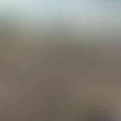 A rustic permaculture plot of mixed agroforestry, showing alternating rows of broad-leafed neem and citrus trees amid straw mulch and sticks, under a dramatic late-afternoon sky.