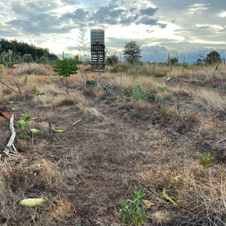 A rustic permaculture plot of mixed agroforestry, showing alternating rows of broad-leafed neem and citrus trees amid straw mulch and sticks, under a dramatic late-afternoon sky.