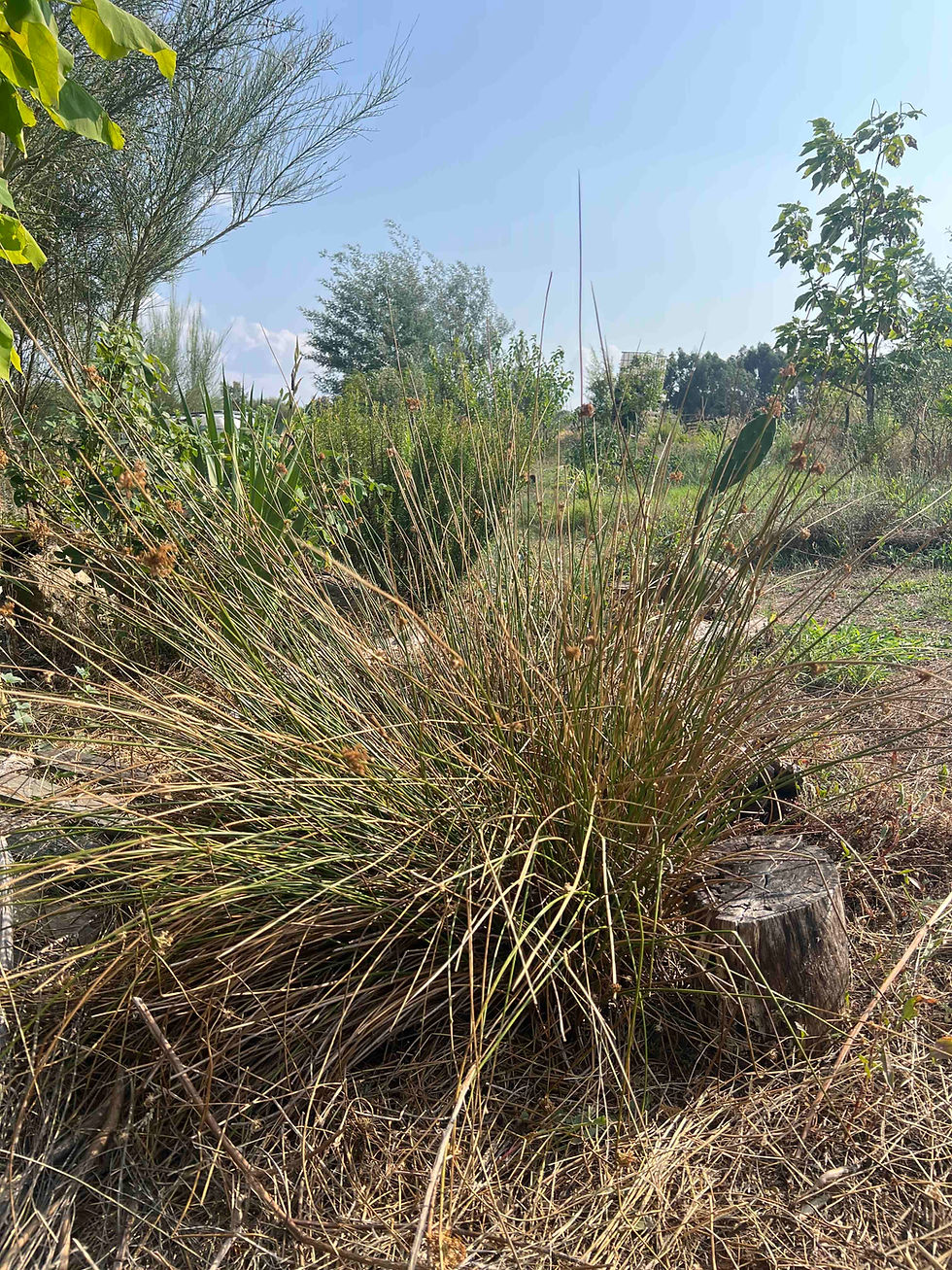 Large clump of tall, Soft Rushes stems arches outward beside a cut tree stump in a dry, sunlit garden under a clear blue sky.