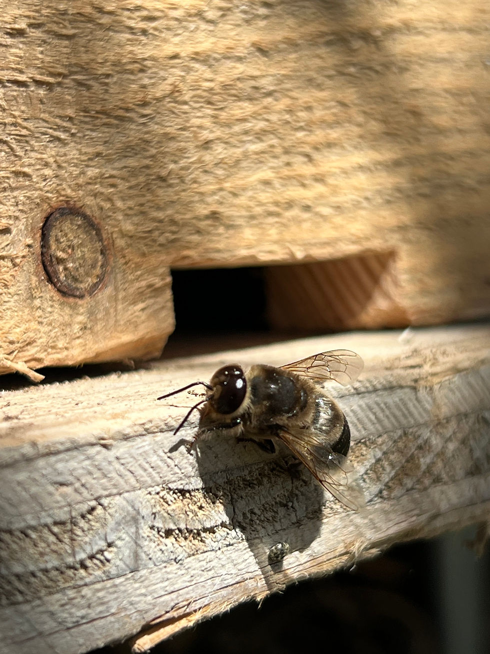 Close-up of a honeybee resting on pale weathered wood beneath a rough plank, with wings catching sunlight.