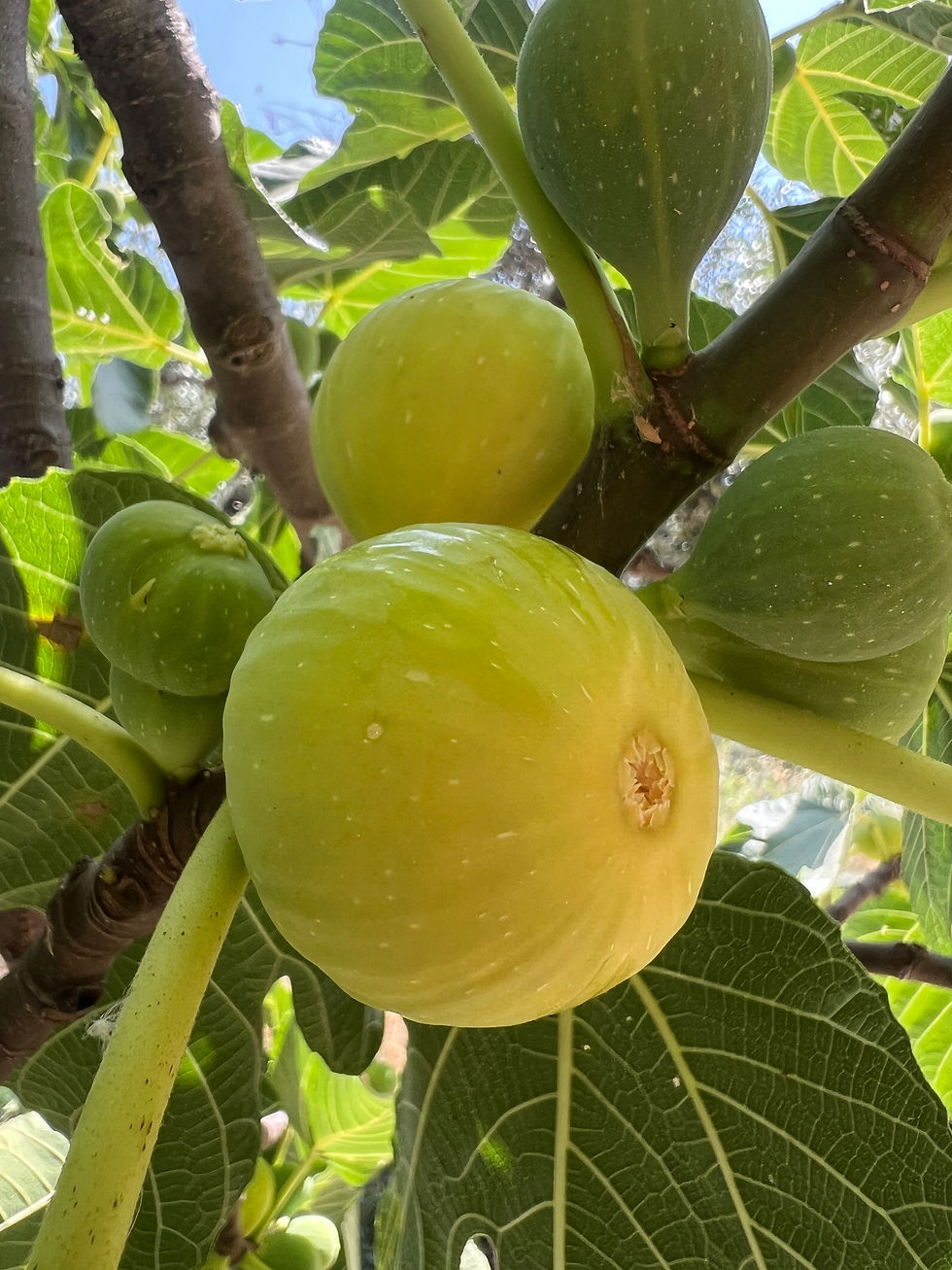 Ripening figs on a tree branch, with a large yellow-green fruit in the foreground and several green figs behind broad leaves.