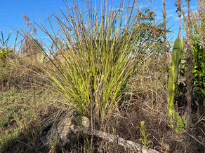 Rounded mound of coarse Vetiver grass leaves in a mulched garden patch, with a cactus pad and dried stalks nearby under blue sky.