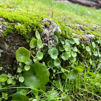 Umbilicus rupestris growing from a moss-covered stone wall in a garden.