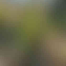 Young Arbutus unedo shrub with glossy green leaves growing among dry grasses and other shrubs under a blue sky.