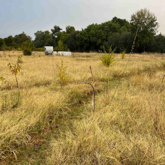 Wide view of a grassy field with scattered young fruit trees and two cube water tanks near a treeline.