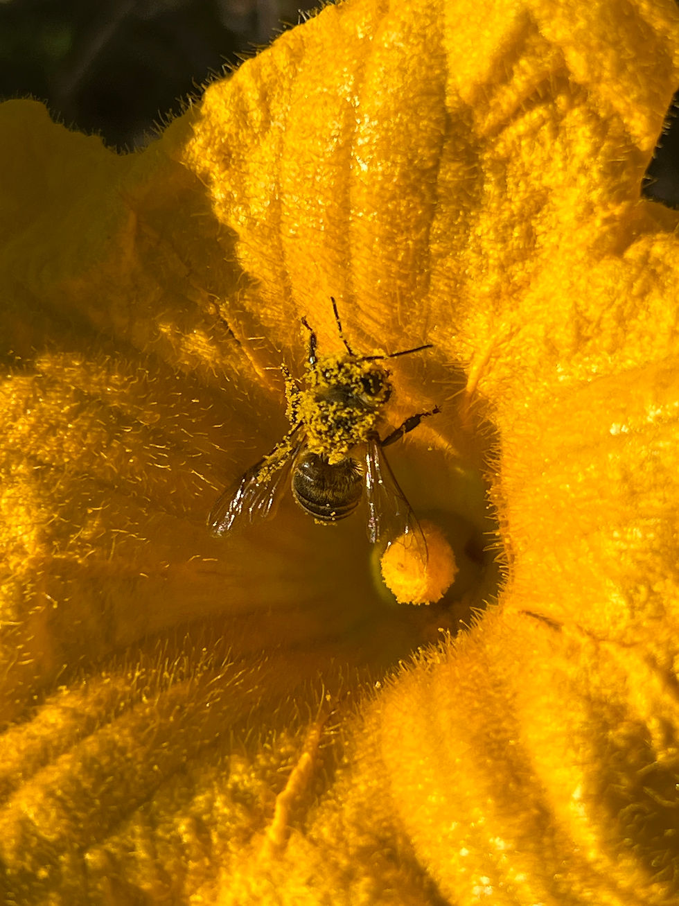A bee heavily coated in yellow pollen forages deep inside a vivid yellow squash blossom under warm sunlight.