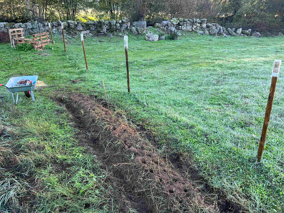 Long narrow trench cut into grassy ground near a wire fence with a green wheelbarrow and tools, prepared for planting potatoes.