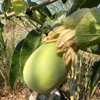 A tight close-up of an unripe green passion fruit (Passiflora edulis) hanging from a thick vine, with glossy lobed leaves and a faded yellow blossom bract in the background.