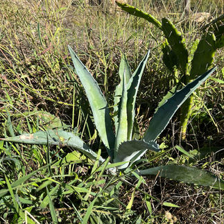 Juvenile Agave americana L. with long, pointed leaves surrounded by tall dry grass and a cactus plant, photographed on a sunny day.