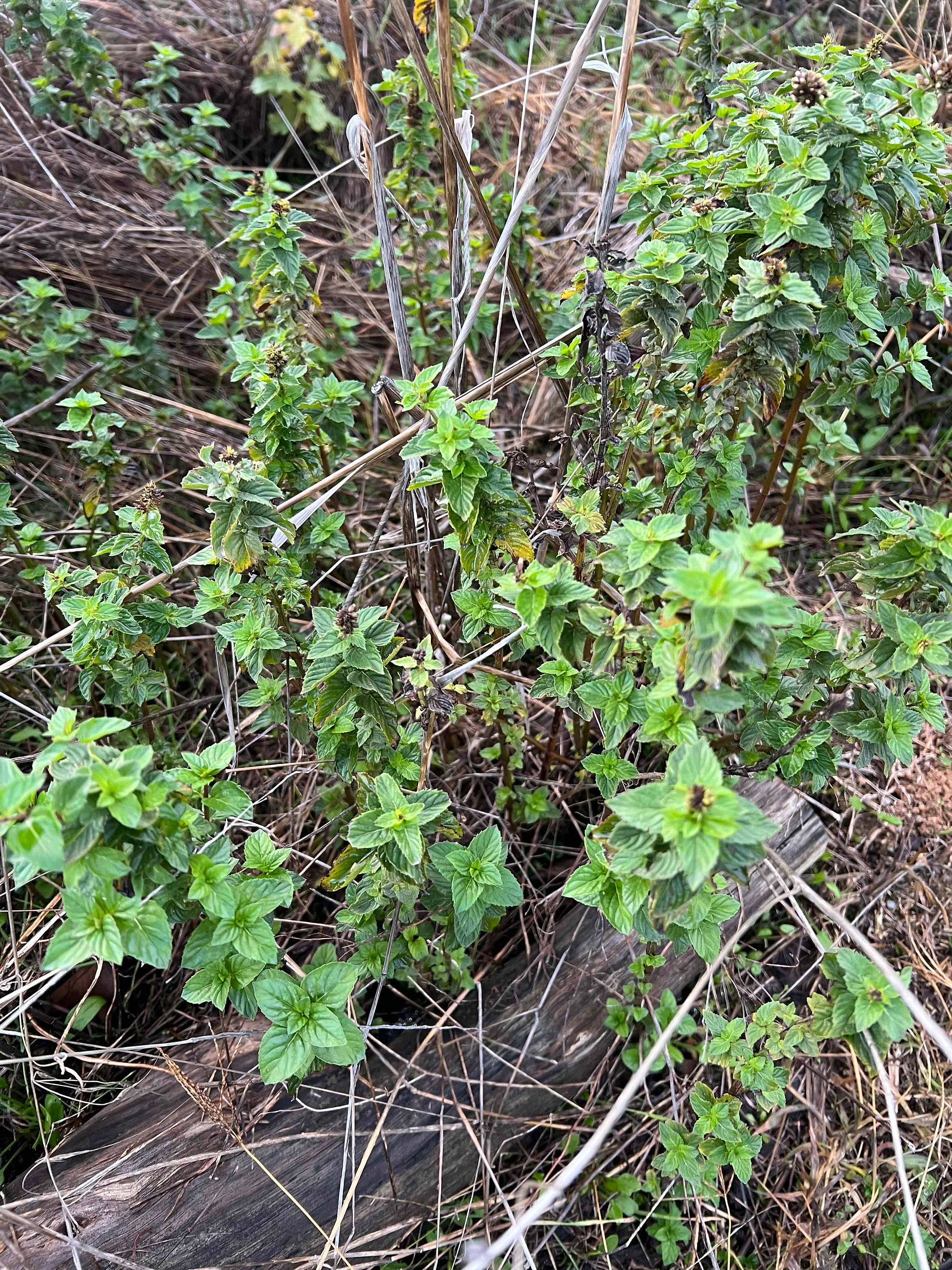 Close view of a Mentha pulegium plant growing in dry grass, showing upright stems with small, serrated green leaves.
