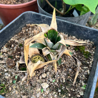 Potted Ananas comosus with dry tan outer leaves and green central growth, planted in gritty soil with small weeds and moss.