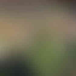 Juniperus horizontalis shrub planted in a dry garden bed with stacked terracotta pots and a rustic stone-and-wood building behind it.