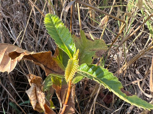 Castanea sativa seedling shows new folded leaves at the tip of a reddish stem, surrounded by larger green and dried leaves.