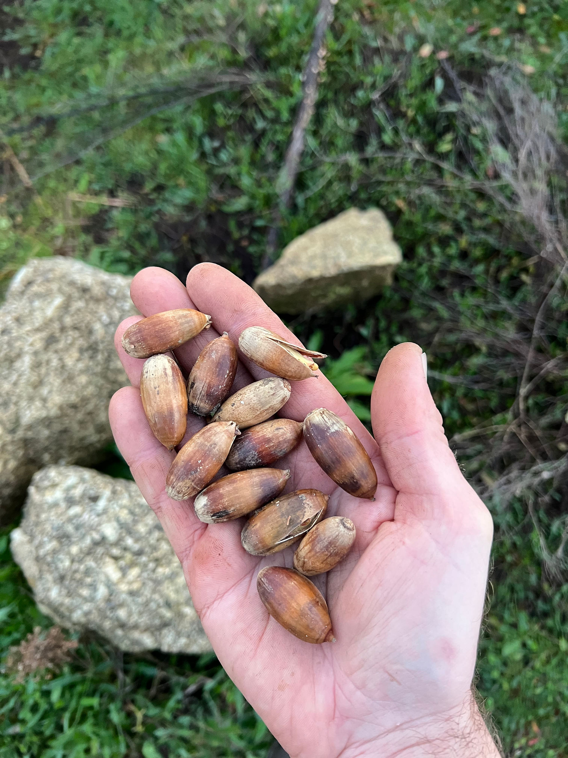 Handful of Holm Oak acorns held above a grassy patch with large rocks in the background.