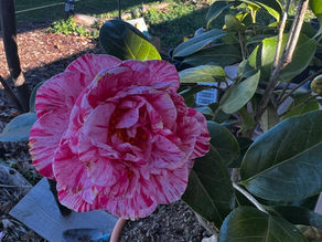 Large red, white and pink striped Japanese camellia flower in a terracotta pot on a deck, with distant trees and hills under a blue sky.