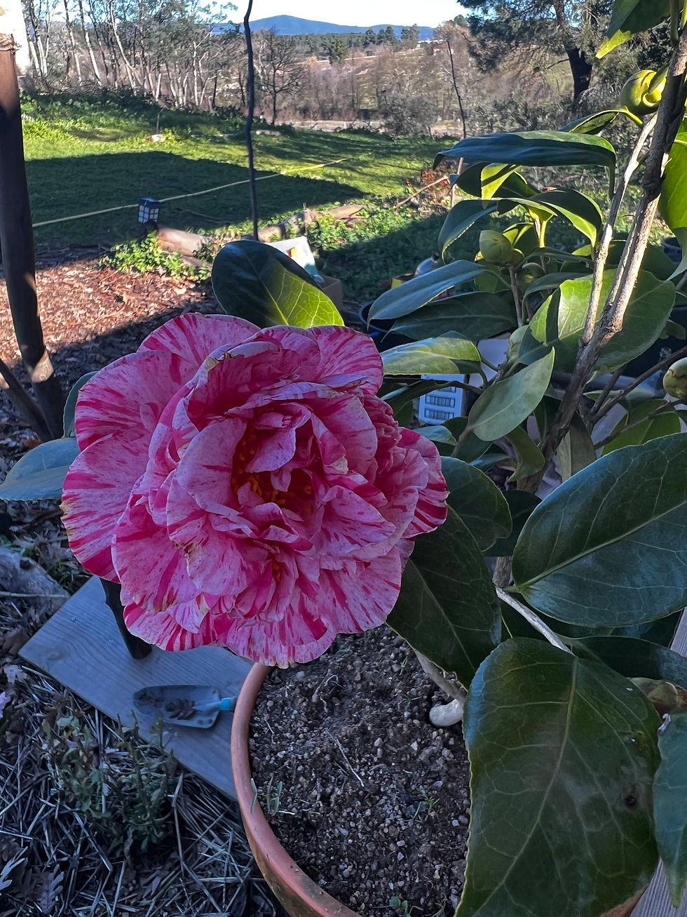 Large red, white and pink striped Japanese camellia flower in a terracotta pot on a deck, with distant trees and hills under a blue sky.