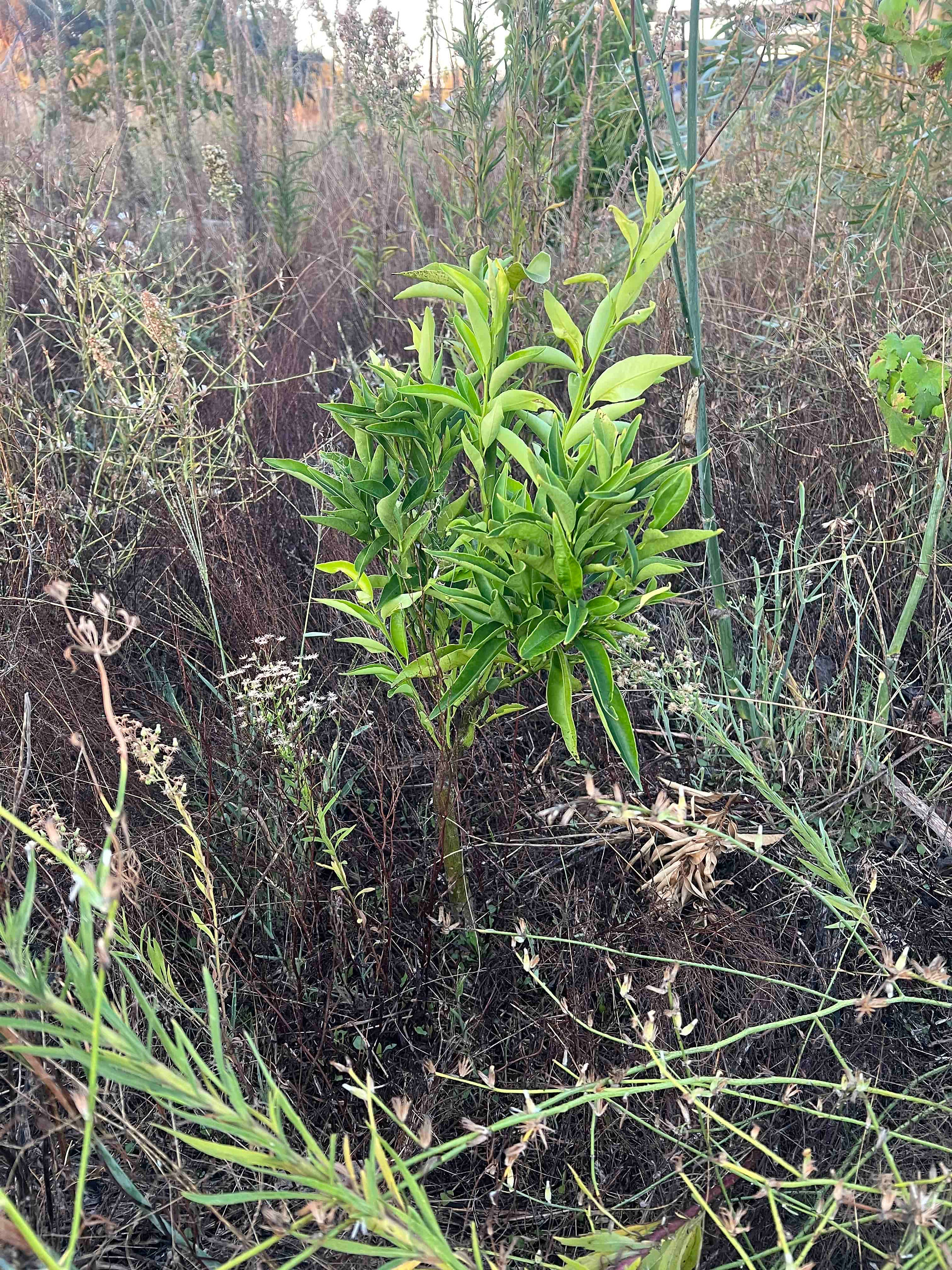Close view of a small citrus reticulata Fina sapling growing among dry weeds and wild grasses.