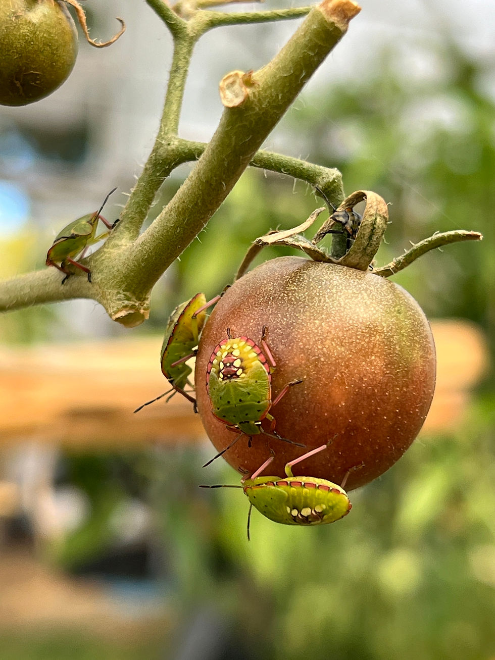 Group of green stink bugs clustered on a ripening black cherry tomato still on the vine.